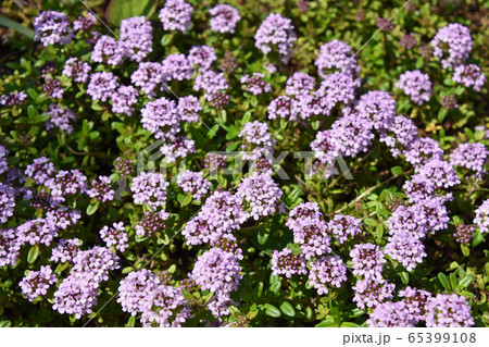 タイム・ロンギカウリス 65399108