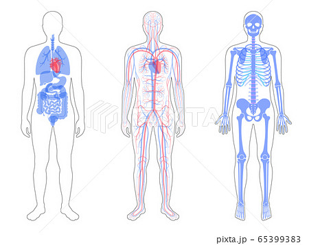 Internal structure of human body. 65399383