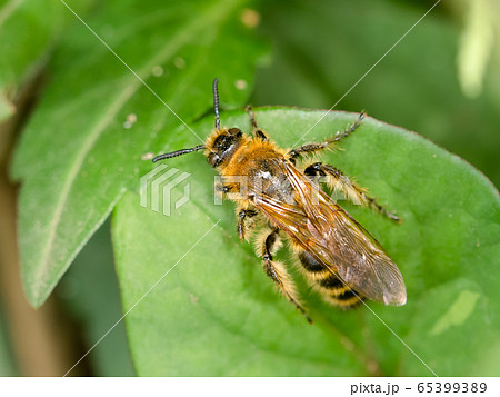 キンケハラナガツチバチ キンケハラナガツチバチ 65399389