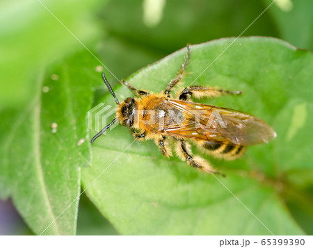 キンケハラナガツチバチ キンケハラナガツチバチ 65399390