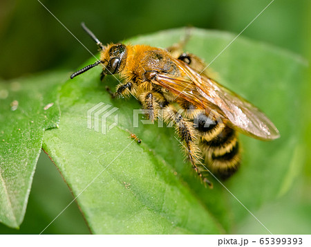 キンケハラナガツチバチ キンケハラナガツチバチ 65399393