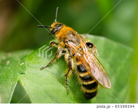 キンケハラナガツチバチ キンケハラナガツチバチ 65399394