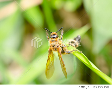 キンケハラナガツチバチ キンケハラナガツチバチ 65399396