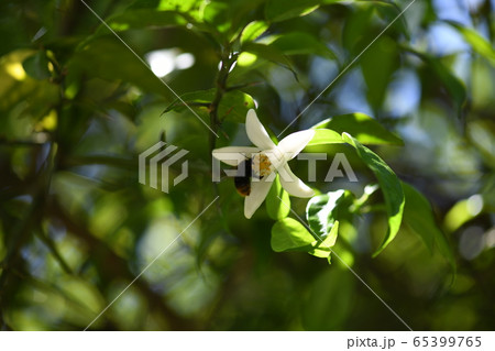 実生ゆずの花 65399765