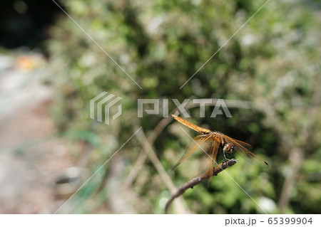 枝に止まり体を休めるトンボの写真素材