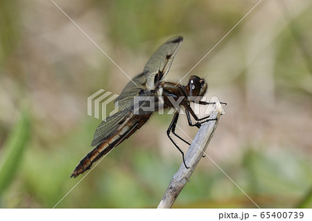 ベッコウトンボ 65400739