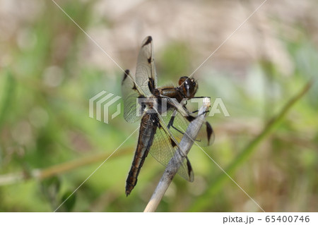 ベッコウトンボ 65400746