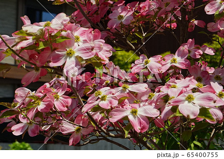 花水木 白色桃色混じり 花水木 白色桃色混じり 65400755