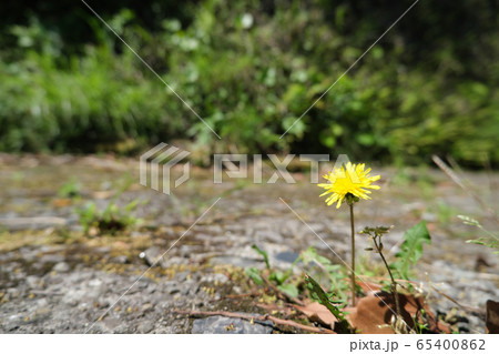 野に咲く可愛いタンポポの花 65400862