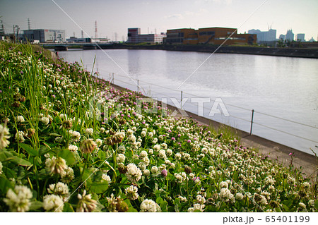 土手に咲く花たち 土手に咲く花たち 65401199