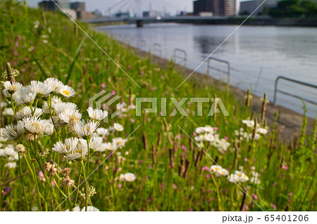 土手に咲く花たち 土手に咲く花たち 65401206