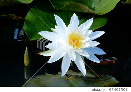 白い睡蓮の花 65401501