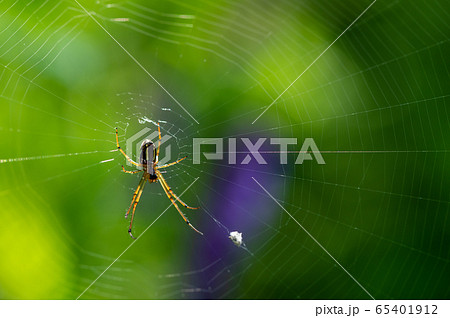 チュウガタシロカネグモ 65401912
