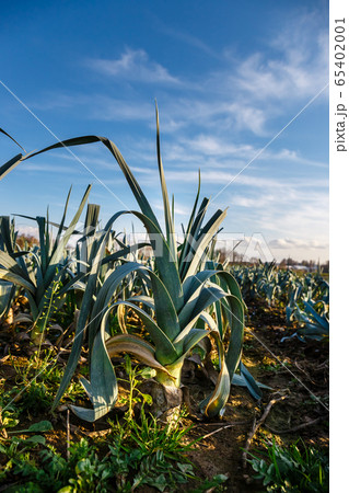 Mature leeks in the field ready for harvesting 65402001