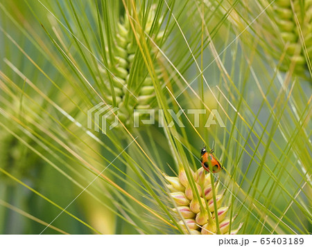 大麦の穂とテントウムシ 65403189