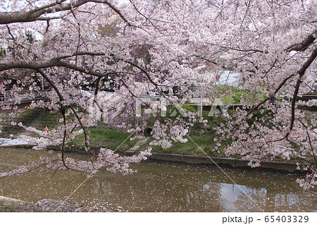 奈良市佐保川の桜並木 65403329