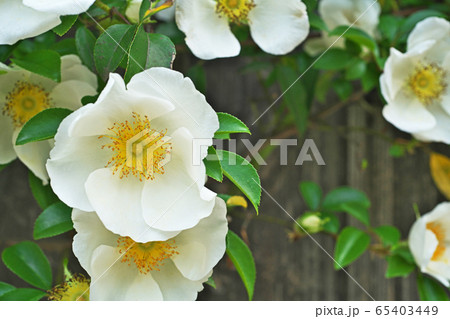 白いナニワイバラの花 65403449