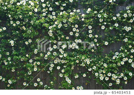 白いナニワイバラの花 白いナニワイバラの花 65403453