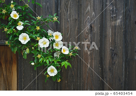 白いナニワイバラの花 65403454