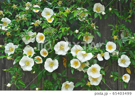 白いナニワイバラの花 白いナニワイバラの花 65403499