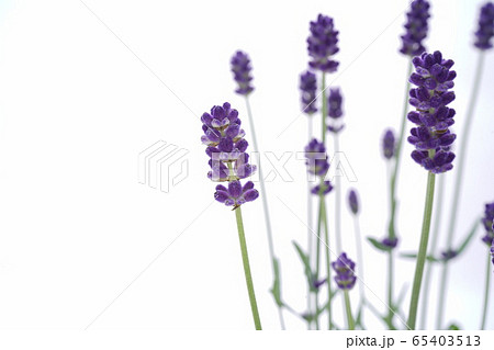 イングリッシュラベンダーの写真素材