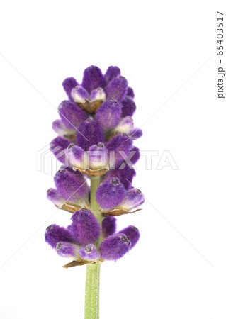 イングリッシュラベンダー 65403517