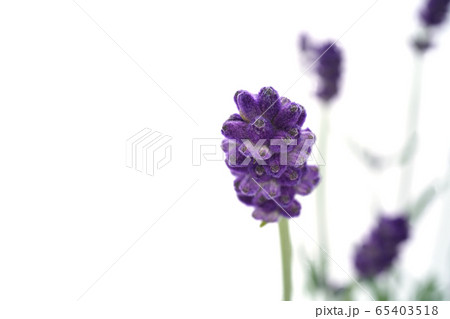 イングリッシュラベンダー イングリッシュラベンダー 65403518