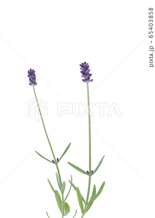 イングリッシュラベンダー 65403858