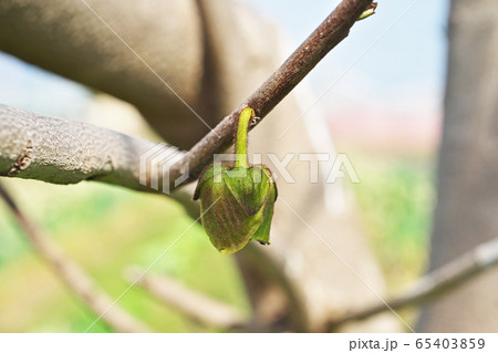 ポーポーノキの蕾 ポーポーノキの蕾 65403859