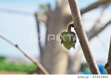 ポーポーノキの蕾 65403860