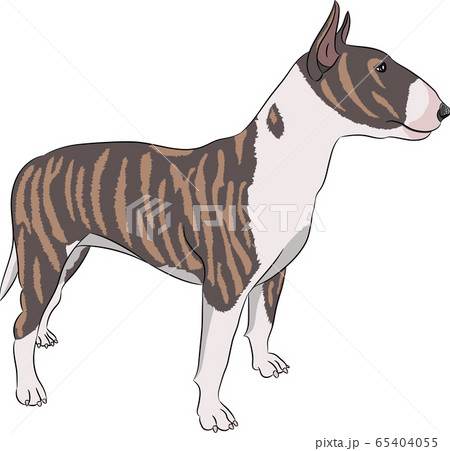 bull terrier