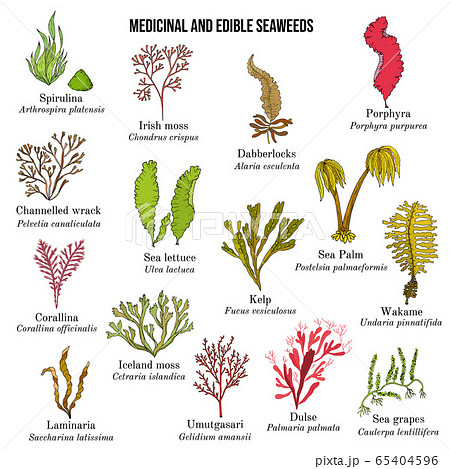Big collection of edible and medicinal seaweeds 65404596