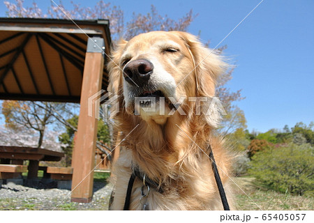 変顔ゴールデン 65405057