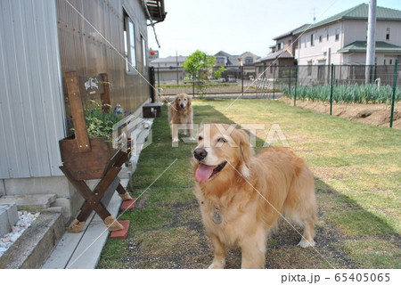 ドッグランで遊ぶゴールデン 65405065