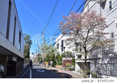 目黒区駒場の駒場通りとハナミズキの街路樹 目黒区駒場の駒場通りとハナミズキの街路樹 65405144