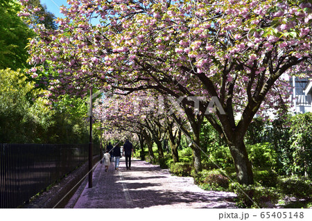 駒場野公園の八重桜（関山） 65405148