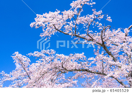 桜・満開 桜・満開 65405529