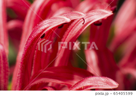 Macro Nature Texture Background Macro Nature Texture Background 65405599