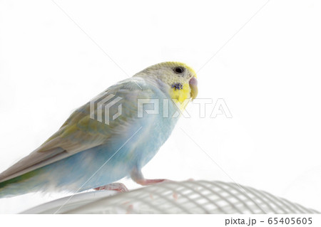 セキセイインコ　若鳥 65405605
