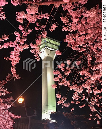 北海道函館市五稜郭公園の夜桜 北海道函館市五稜郭公園の夜桜 65405966