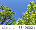 新緑の木 65406021