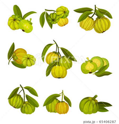 Garcinia Cambogia Fruit Looking Like Small Green Pumpkin Vector Set 65406287