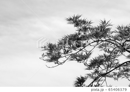 植物 春 緑 65406379