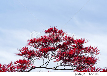 植物 春 緑 65406380