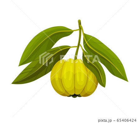 Garcinia Cambogia Fruit Looking Like Small Green Pumpkin Vector Illustration 65406424