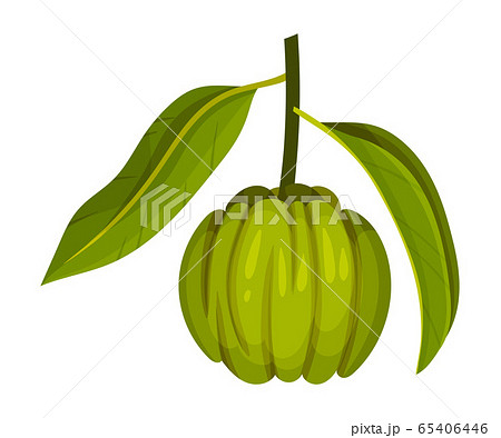 Garcinia Cambogia Fruit Looking Like Small Green Pumpkin Vector Illustration 65406446
