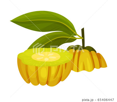 Halved Garcinia Cambogia Fruit Looking Like Small Green Pumpkin Vector Illustration 65406447