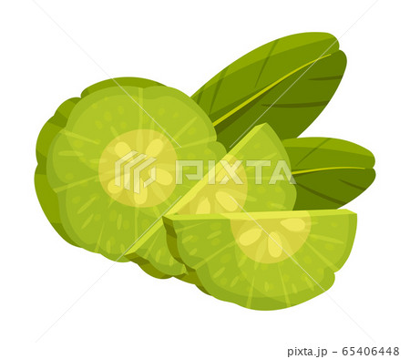 Sliced Garcinia Cambogia Fruit Looking Like Small Green Pumpkin Vector Illustration 65406448