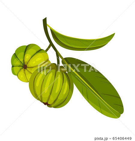 Garcinia Cambogia Fruit Looking Like Small Green Pumpkin Vector Illustration 65406449