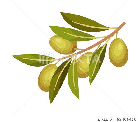 Olive Branch with Mature Berries Hanging Vector Illustration 65406450